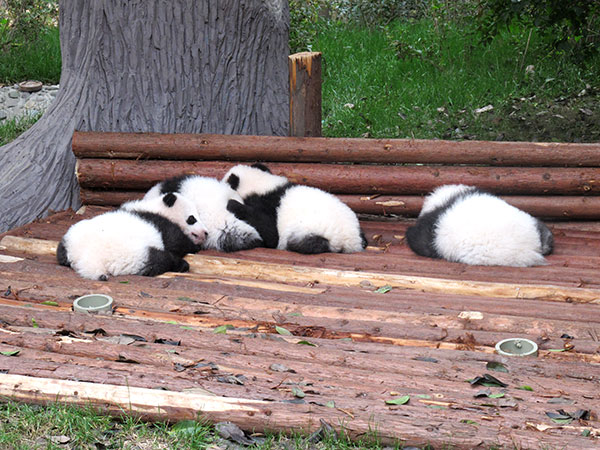 4 Days Chengdu Tour with Giant Panda Volunteer Program