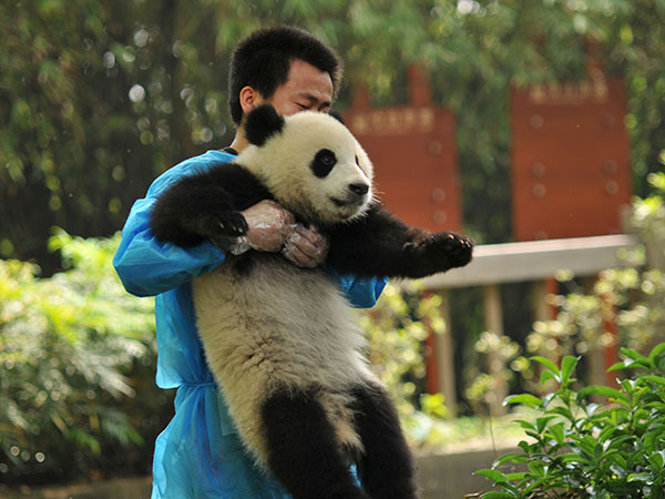 Chengdu Panda Centre