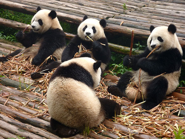 giant pandas in Chengdu