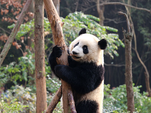12 Days China Panda Tour