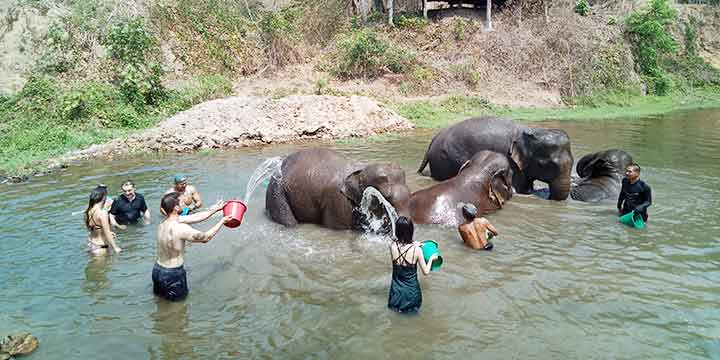 Chiang Mai Elephant Conservation 