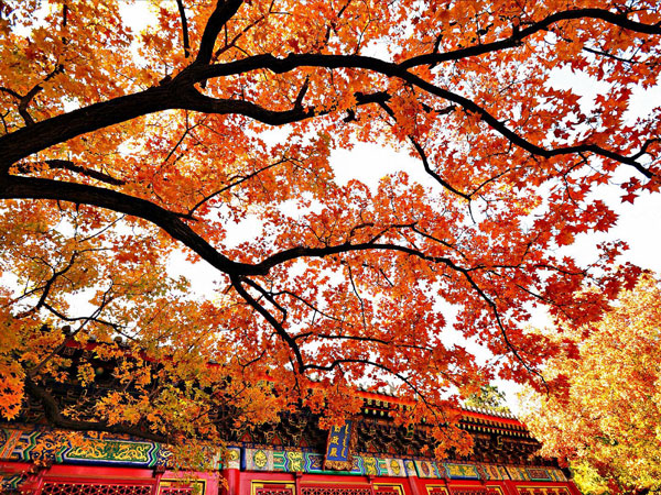 Red Leaves Ridge Scenic Area in Beijing