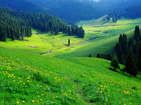 Xinjiang Grassland