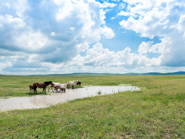 6 Days Inner Mongolia Best Grassland Tour
